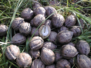 img0011